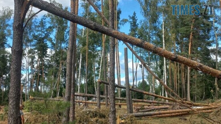 Під Житомиром буревій пошкодив майже 200 дерев