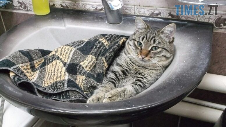 житомир новини
