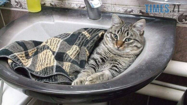 житомир новини