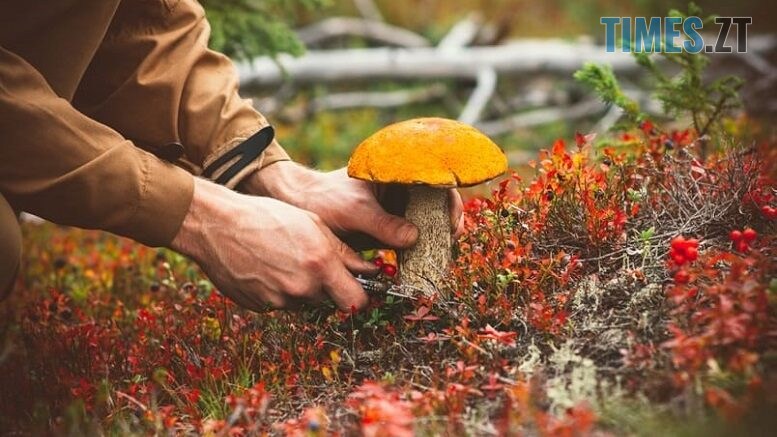 житомир новини