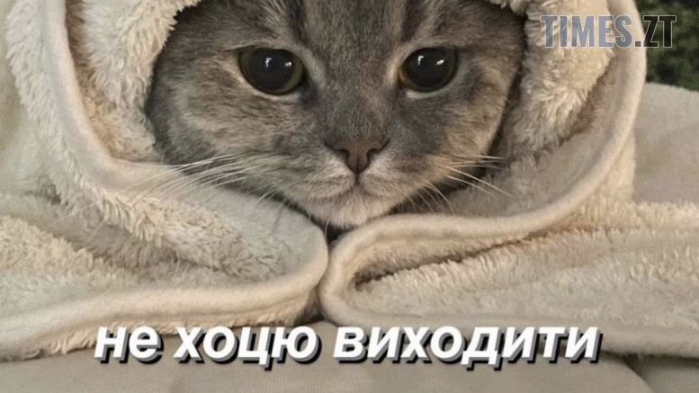житомир новини