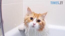 житомир новини