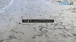 житомир новини