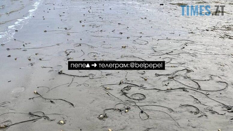 житомир новини