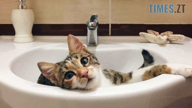 житомир новини