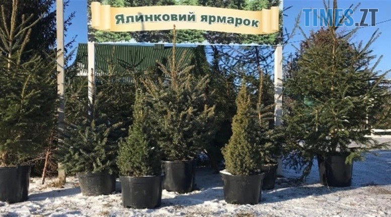 житомир новини