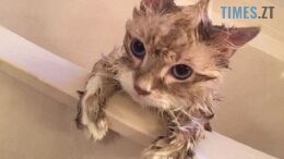 Через аварію на водогоні без води у Житомирі залишилися мешканці ряду будинків