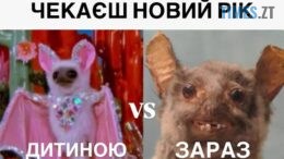 житомир новини