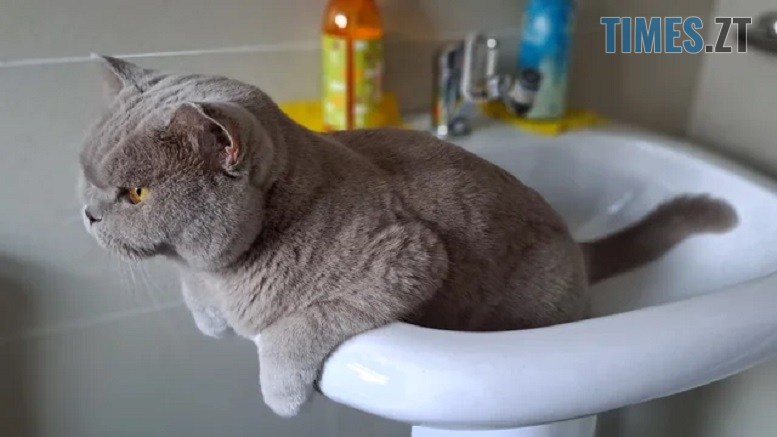 житомир новини