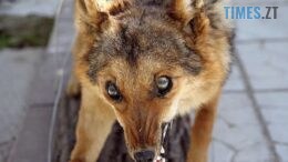 На Житомирщині зафіксували спалах сказу: у 5 селах введено карантин
