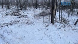 Шість берез за 30 тисяч гривень: на Житомирщині покарали «чорного лісоруба»