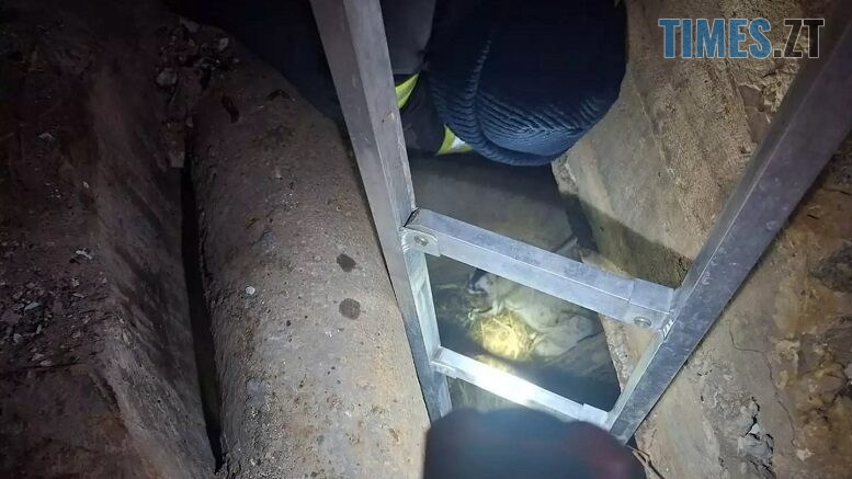 У Бердичеві рятувальники визволили собаку з 4-метрової пастки