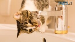 Де завтра у Житомирі на цілий день відключать воду: деталі