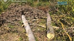 Майже 2 мільйони за незаконну порубку: Екоінспекція через суд стягує збитки з Хорошівської громади