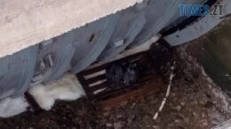 П'ятиметрова пастка: на Житомирщині розгорнули операцію з порятунку бобрів
