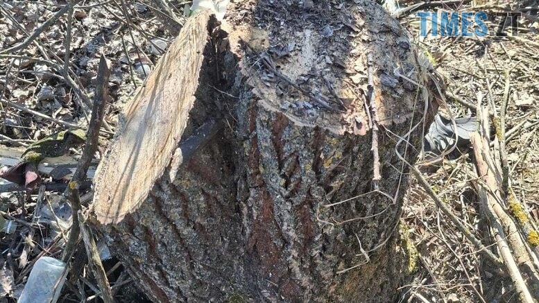 Незаконна порубка у Старому Майдані: екоінспектори виявили знищення 14 дерев