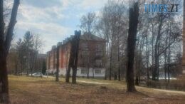Штраф за «варварське» кронування: у Звягелі покарали виконавця робіт за пошкодження дерев