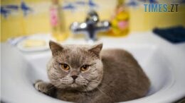 Де сьогодні у Житомирі не буде води