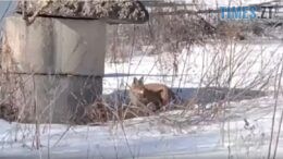 Руда загроза на Польовій: у спальному районі Житомира помітили дику лисицю