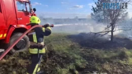 На Житомирщині за добу вигоріло понад 6 гектарів сухостою: вогонь ледь не перекинувся на ліс