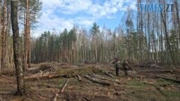 Екоцид на Житомирщині: екологи виявили вирубку 11 тисяч дерев