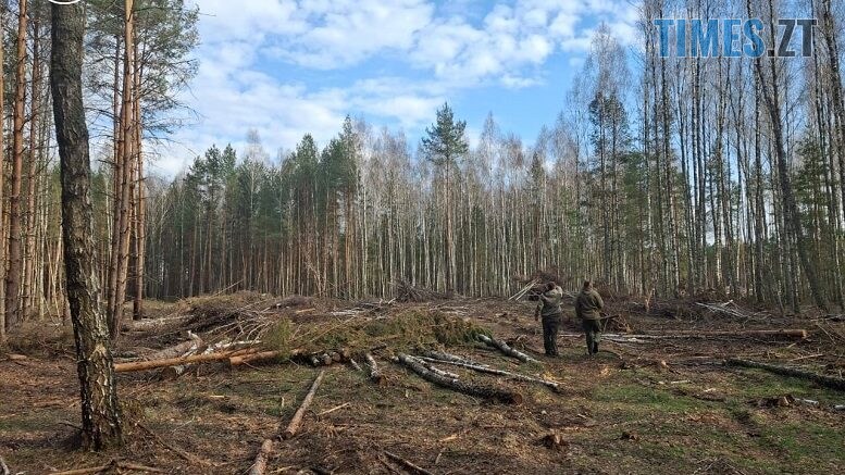 Екоцид на Житомирщині: екологи виявили вирубку 11 тисяч дерев
