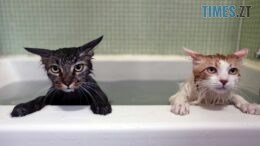 Через аварію на водогоні без водопостачання лишилися десятки будинків у Житомирі