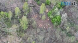 Масова вирубка лісу на Хорошівщині: знищено понад 300 дерев
