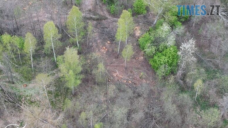 Масова вирубка лісу на Хорошівщині: знищено понад 300 дерев