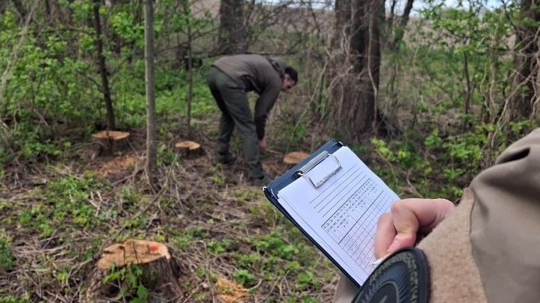 На Коростишівщині невідомі знищили понад сотню дерев: збитки довкіллю перевищили 1,7 млн грн