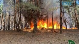Диверсії у лісах: на Київщині затримали палія, а на Житомирщині вогонь охопив 36 гектарів