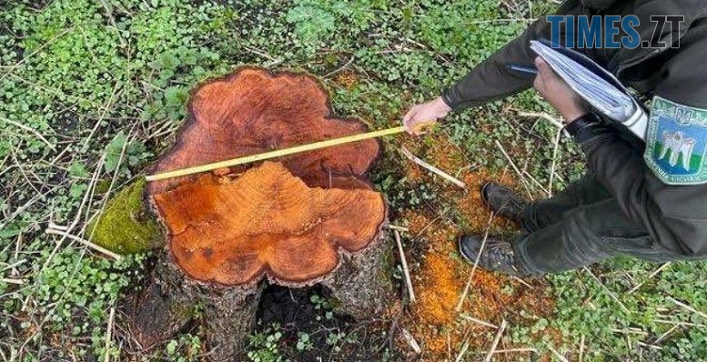 Чуднівську міськраду зобов’язали відшкодувати 1,6 млн грн за незаконну порубку