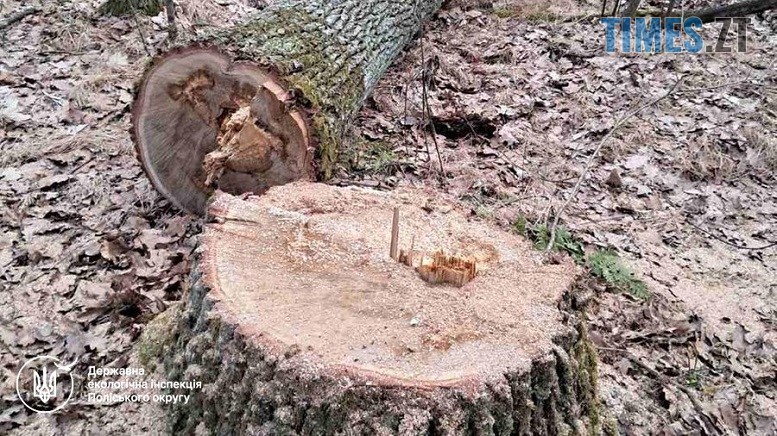 Удар по «чорних лісорубах»: Словечанська громада виборола мільйонне відшкодування за заповідні дуби