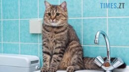У Житомирі частина вулиць залишилася без води через аварійні роботи