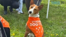 DOGFEST у Житомирі стартував з яскравого параду хвостатих учасників