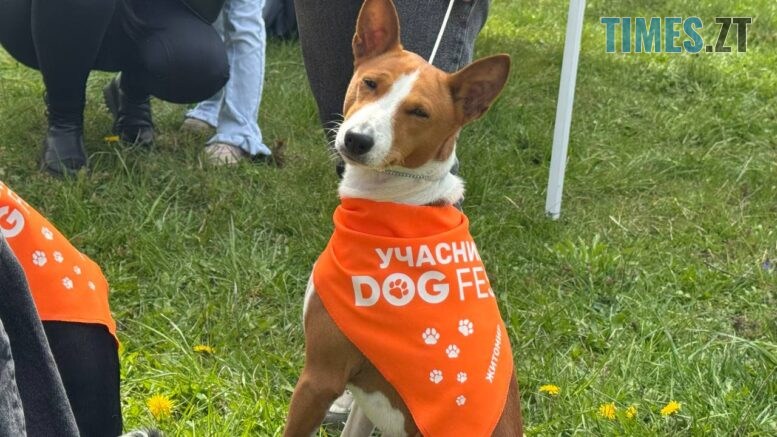 DOGFEST у Житомирі стартував з яскравого параду хвостатих учасників