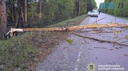 Смертельна ДТП на Малинщині: правоохоронці встановлюють обставини трагедії