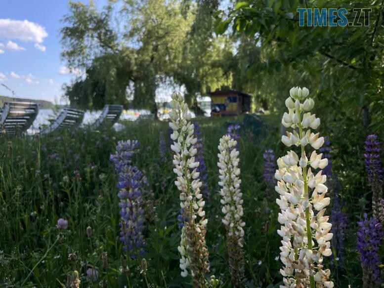 Купатися чи не купатися – про стан води і пляжів у Гідропарку в Житомирі (ФОТО)