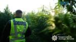 правоохоронець у теплиці де ростуть коноплі