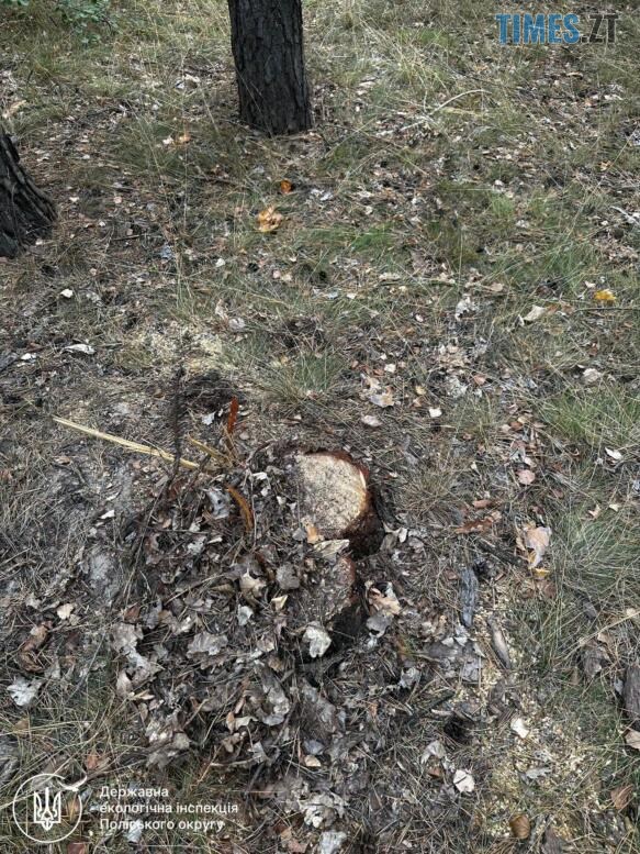 пеньки від незаконно зрубаних дерев у Глибочицькій громаді
