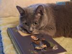 Сірий кіт з книжкою Катерини Диси