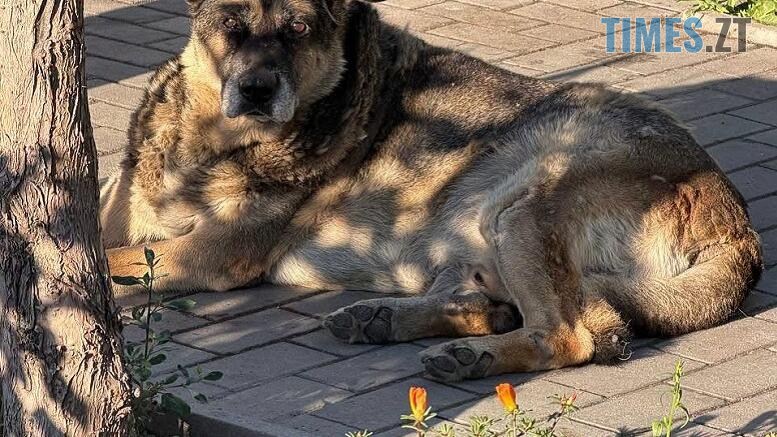 безпритульний собака