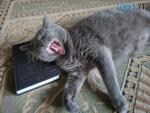 Котик лежить на книжці і позіхає