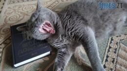 Котик лежить на книжці і позіхає